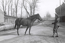 Pferde auf dem Fronhof in Sinthern 1943/1944