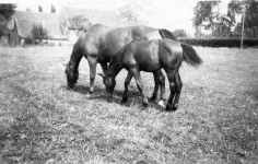 Stute mit Fohlen in Manstedten in den fünfziger Jahren
