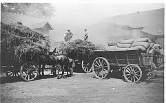 Ernte auf der Junkerburg