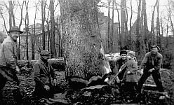 Baumf&auml;ller am Geyener Junkerhof