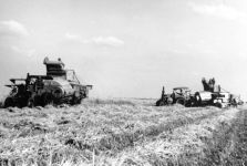 Getreideernte in Manstedten