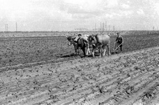 Sinthern - Franz�sische Kriegsgefangene beim Pfl�gen mit Ochsen